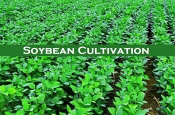 Soybean Cultivation