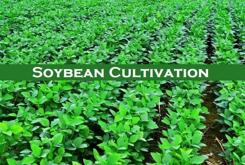 Soybean Cultivation