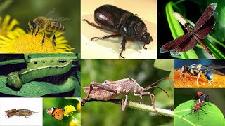 Physical, Mechanical, and Biological Pest Control Methods