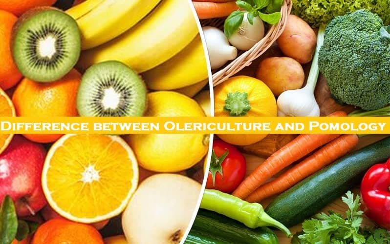 Difference between Olericulture and Pomology