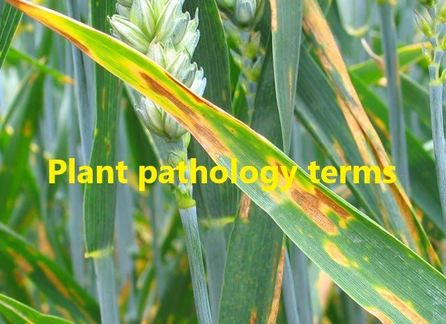 plant pathology terms