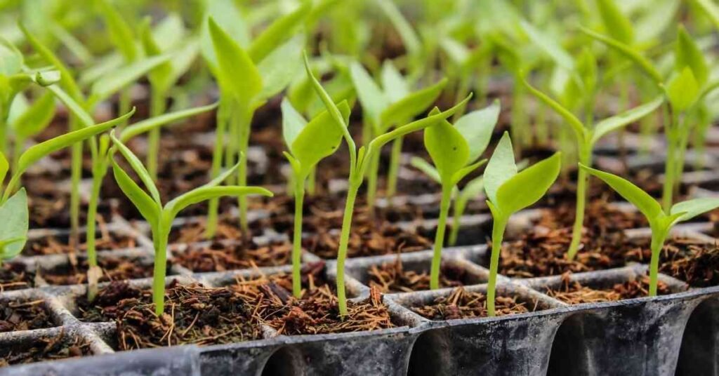 Transplanting Seedlings: 10 Basic Things To Know - Basic Agricultural Study