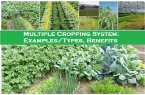 Multiple Cropping Systems: Basic Examples/Types, Benefits - Basic ...