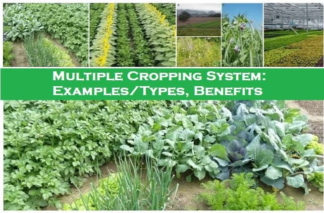 multiple-cropping-systems-basic-examples-types-benefits-basic