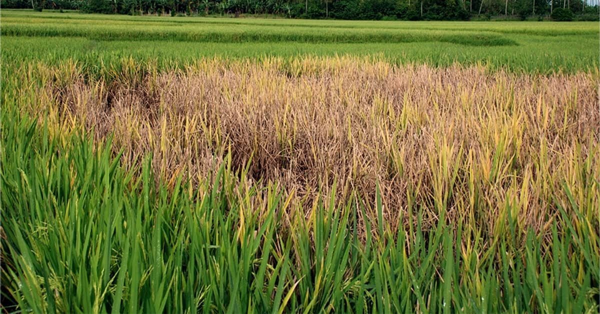 Bacterial leaf blight of rice