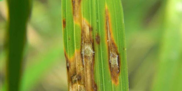 Blast disease of rice management