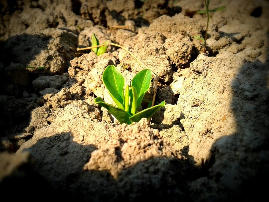 IS ACIDITY OR BASIC SOIL BETTER visual data 6