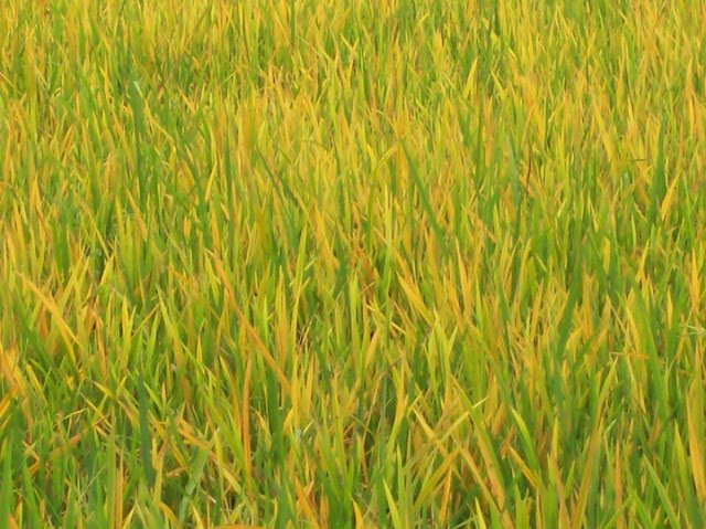 Tungro disease of rice management