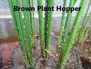 Brown Plant Hopper management (Control Measures) - Basic Agricultural Study