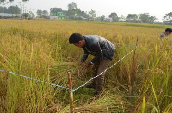 Crop Cutting Experiment (Definition and Objectives)