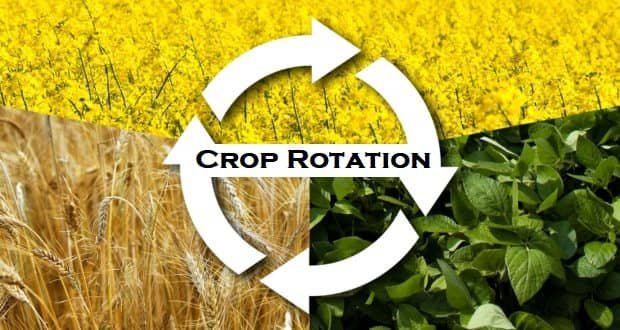 Define Crop Rotation With Advantages, Disadvantages And Plan