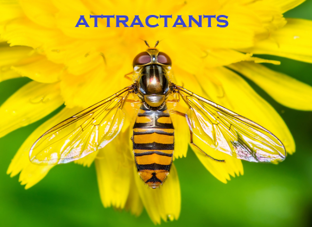 Definition and types of Attractants in Entomology