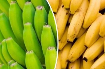 Differentiate between physiological maturity and horticultural maturity