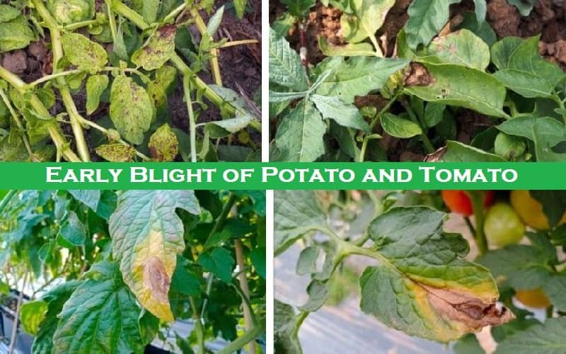 Early Blight of Potato and Tomato