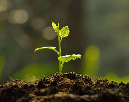 8 Effect of soil temperature on plant growth and nutrition
