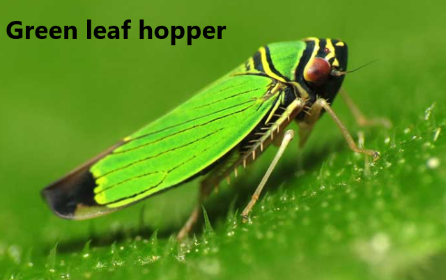 Green leaf hopper management