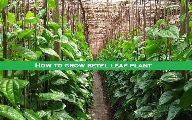 How to grow betel leaf plant