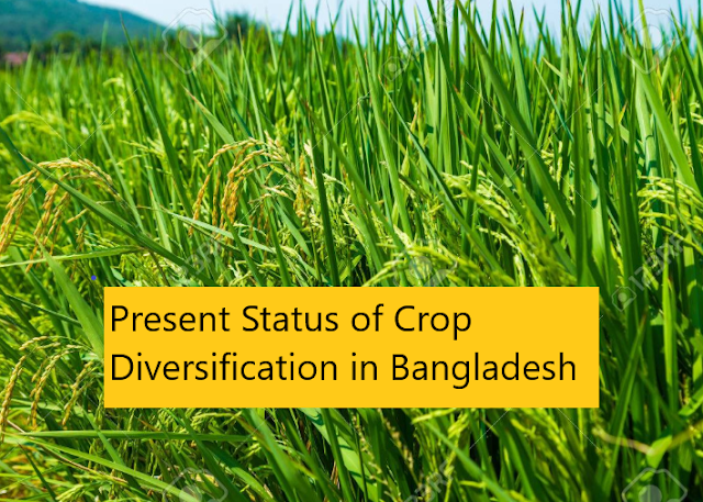 Present Status of Crop Diversification in Bangladesh