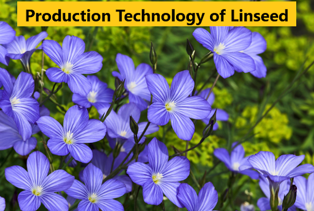 How to Grow Linseed