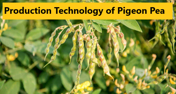 How to Grow Pigeon Peas