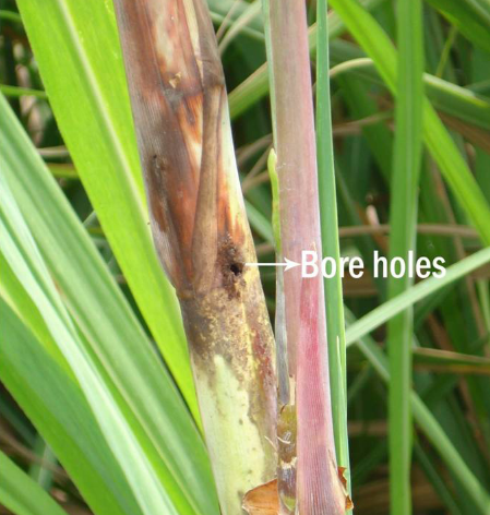 Sugarcane Top Shoot borer Management