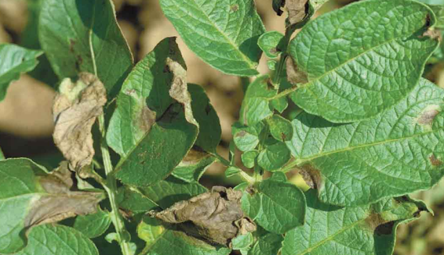 Symptoms and Management of Late Blight of Potato