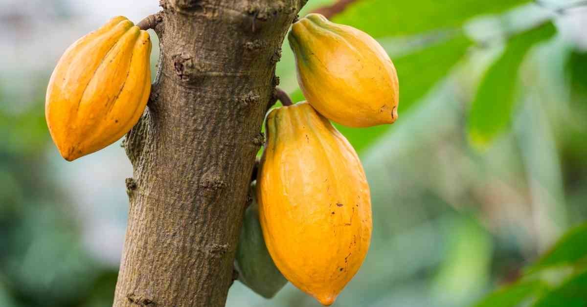 how to grow cocoa tree