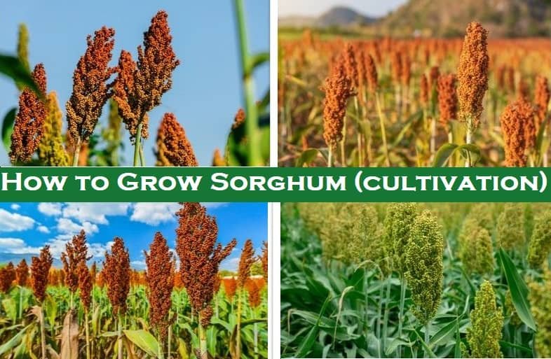 how to grow sorghum