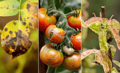 List of plant diseases and their causal organism