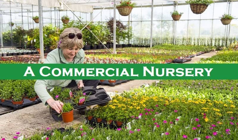 A Commercial Nursery for Plants- How To Prepare in 21 Steps?