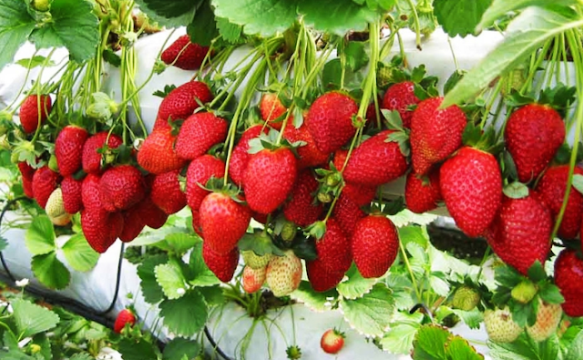 How to grow Strawberry