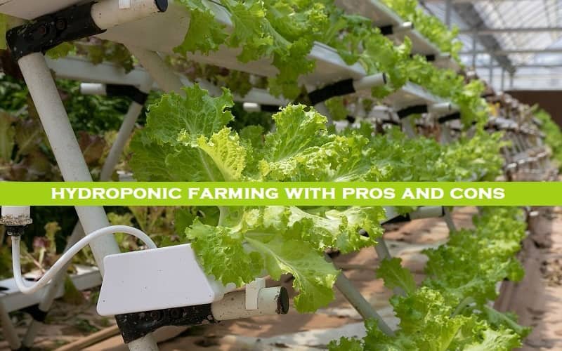 Definition of hydroponic farming with pros and cons