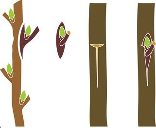 Basic 10 Difference between Budding and Grafting