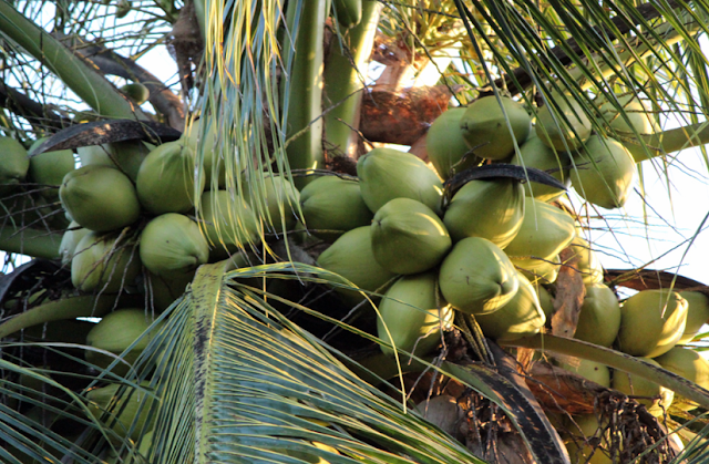 How coconut tree grow