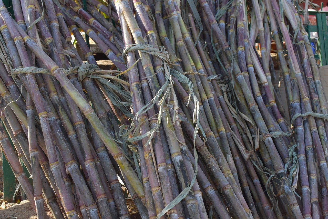 Sugarcane production Cost