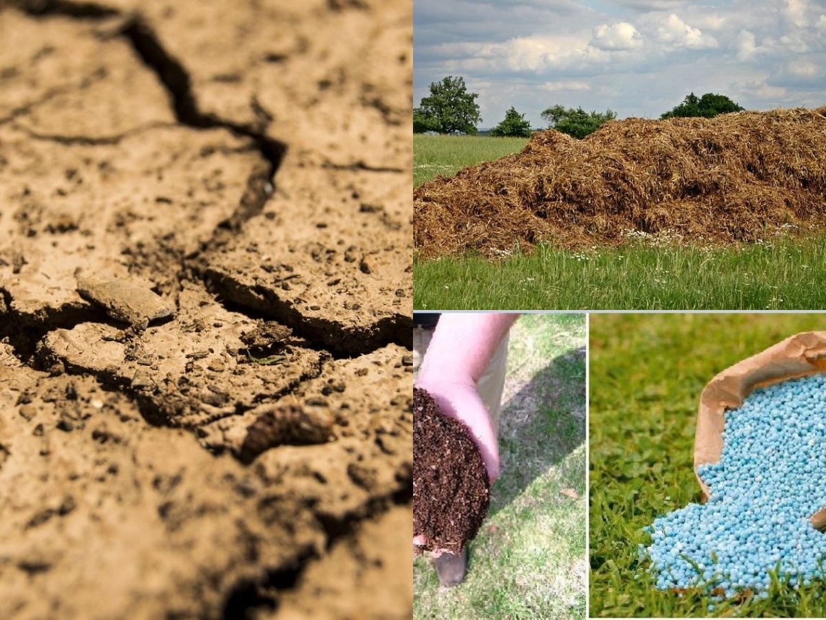 What is Organic manure, Organic matter, Humus, Fertilizers