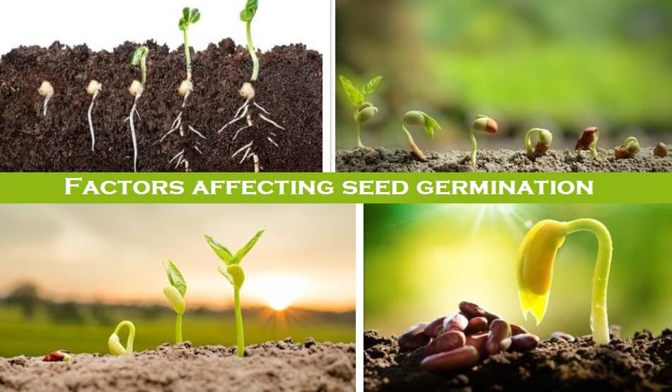 Factors affecting seed germination