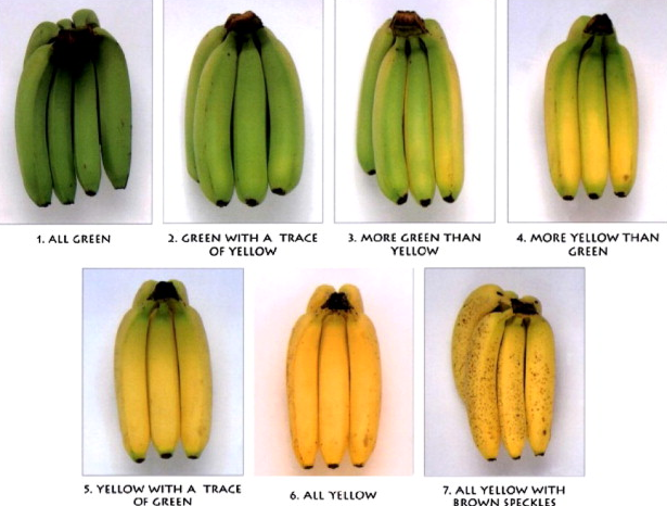 Maturity of fruits and vegetables