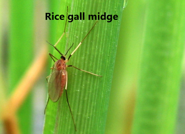 Rice gall midge control measures