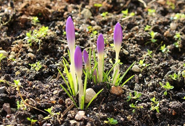 Definition of seed rate