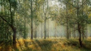 Types of Agroforestry