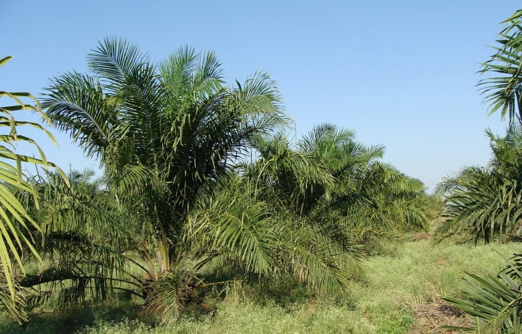 definition and characteristic of plantation crops