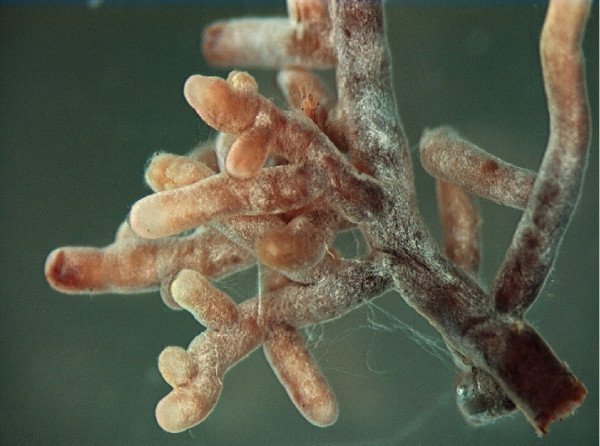 What is mycorrhizae