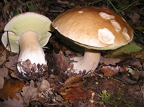 Boletus mushroom