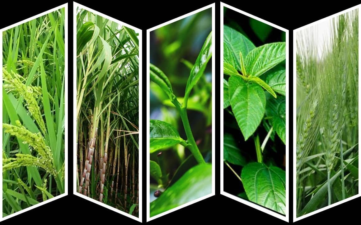 External Morphology of Tea, Rice, Wheat, Sugarcane