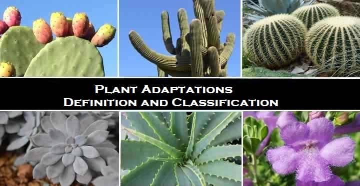 Plant Adaptations Definition and Classification