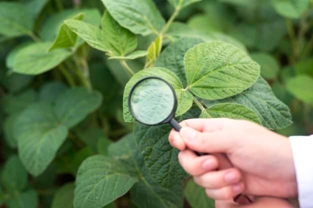 Causes of Plant Diseases