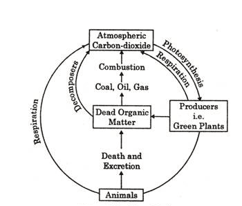 Carbon cycle in nature