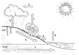 Hydrological cycle in nature