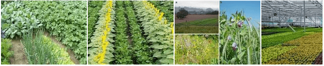 basic-3-types-of-multiple-cropping-with-examples-basic-agricultural-study